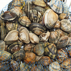 Image showing Clams