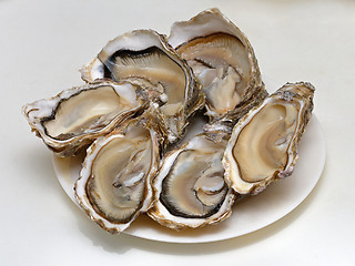 Image showing Oysters