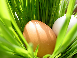 Image showing Easter eggs in grass