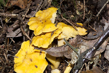 Image showing forest mushrooms