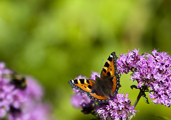 Image showing tortoiseshell