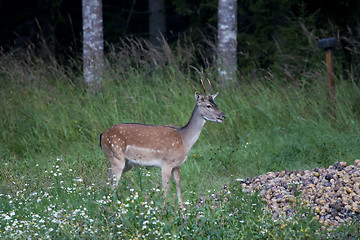 Image showing fallow deer