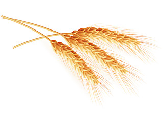 Image showing Wheat ears isolated on white background. EPS 10