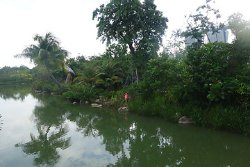 Image showing Coconut palm trees growing along the small river