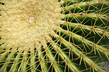 Image showing Cactus