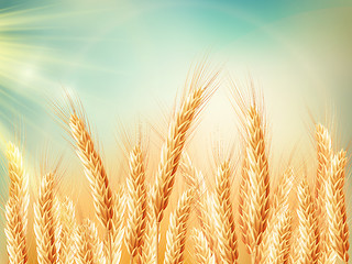 Image showing Golden wheat field and sunny day. EPS 10