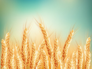 Image showing Gold wheat field and blue sky. EPS 10
