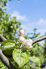Image showing Flowering apple tree