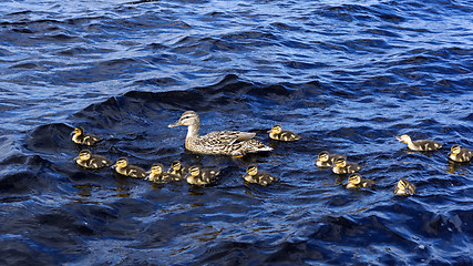 Image showing Duck with small ducklings