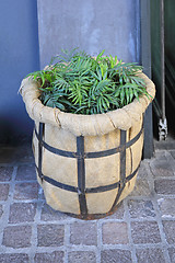 Image showing Flower Pot