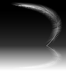 Image showing Reflecting feather