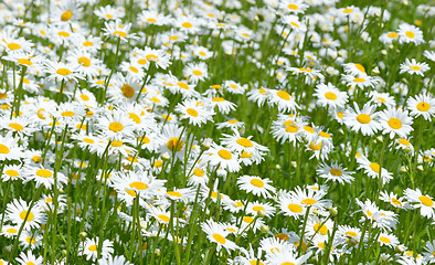 Image showing  Daisies in the field