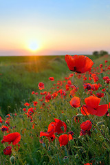 Image showing Poppy Flowers Papaver rhoeas in Spring