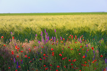 Image showing red poppy and wild flowers