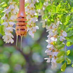 Image showing Honey dripping and Acacia flowers