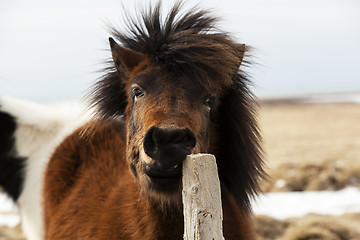 Image showing Brown Icelandic horse scratches on the fence