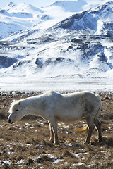 Image showing White Icelandic horse in front of snowy mountains