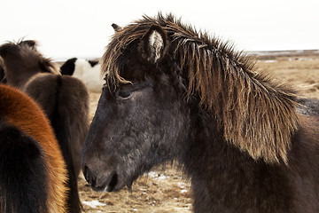 Image showing Portrait of a black Icelandic pony with brown mane