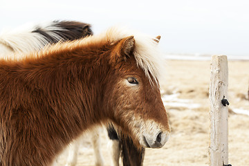 Image showing Portrait of an Icelandic pony with blonde mane