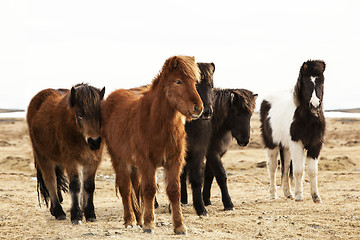 Image showing Herd of Icelandic ponies 