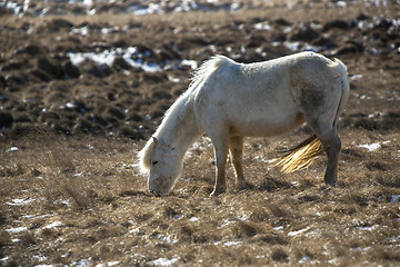 Image showing Portrait of a white Icelandic horse in spring