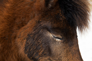 Image showing Closeup of brown Iceland horse with closed eyes