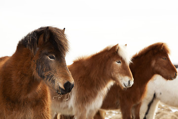 Image showing Herd of Icelandic ponies 