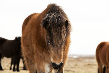 Image showing Portrait of an Icelandic pony with a brown mane