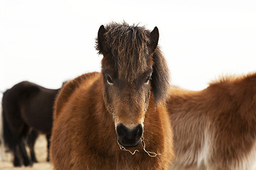 Image showing Portrait of an Icelandic pony with a brown mane