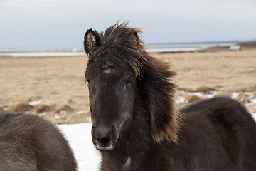 Image showing Portrait of a black Icelandic horse