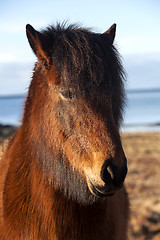 Image showing Brown icelandic pony on a meadow