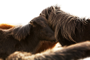 Image showing Portrait of two dark Icelandic ponies