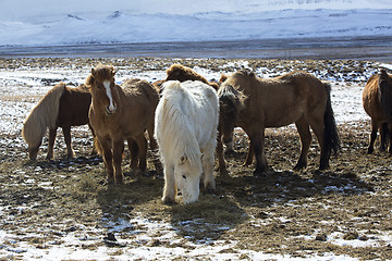 Image showing Herd of colorful Icelandic horses on a meadow