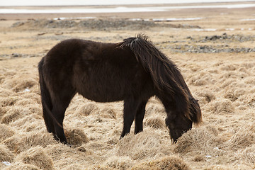 Image showing Portrait of a young black Icelandic horse