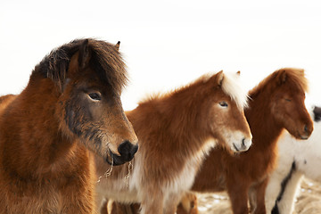 Image showing Herd of Icelandic ponies 