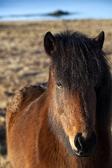 Image showing Brown icelandic pony on a meadow