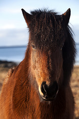 Image showing Brown icelandic pony on a meadow