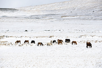 Image showing Herd of Icelandic horses in winter landscape