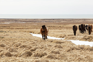 Image showing Herd of Icelandic ponies 