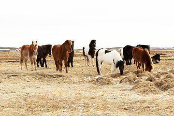 Image showing Herd of Icelandic ponies 