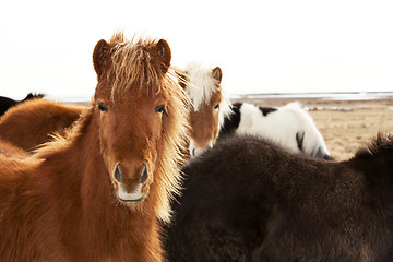 Image showing Portrait of an Icelandic pony with a brown mane