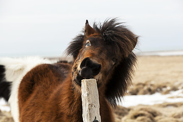 Image showing Brown Icelandic horse scratches on the fence
