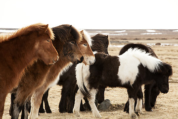 Image showing Herd of Icelandic ponies 