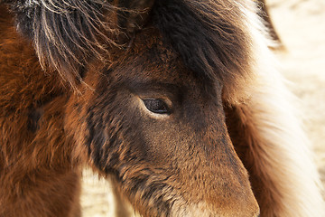 Image showing Closeup of brown Icelandic ponies