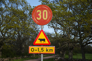 Image showing Road sign with cattle warning