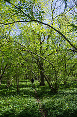 Image showing Spring in the deciduous forest