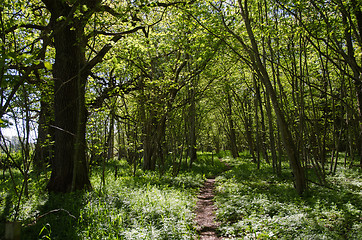 Image showing Footpath in a green forest