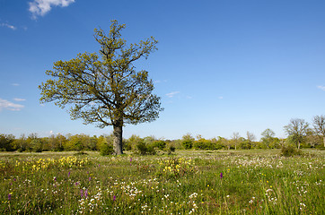 Image showing Solitude tree in blossom grassland