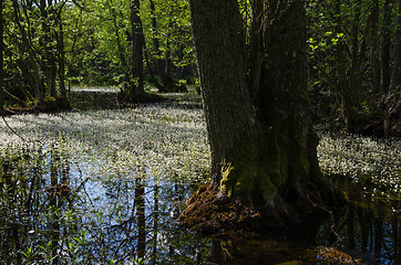 Image showing Blossom water-crowfoot