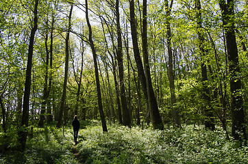 Image showing Recreational walk in a green forest